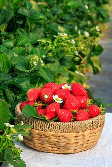 TODAY UPDATE_하우스 딸기