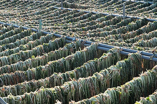 TODAY UPDATE_무청 시래기