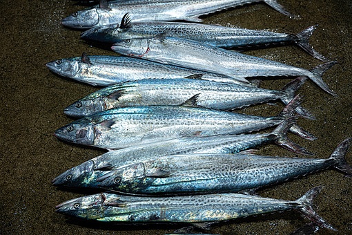 TODAY UPDATE_수산물