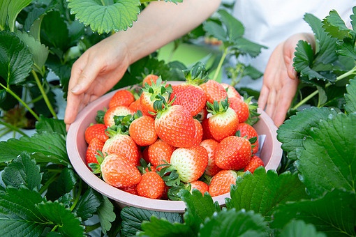 TODAY UPDATE_딸기체험 농장