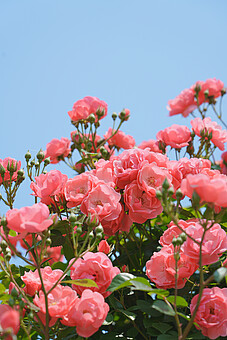 TODAY UPDATE_꽃이 있는 풍경